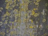 image of grave number 855044